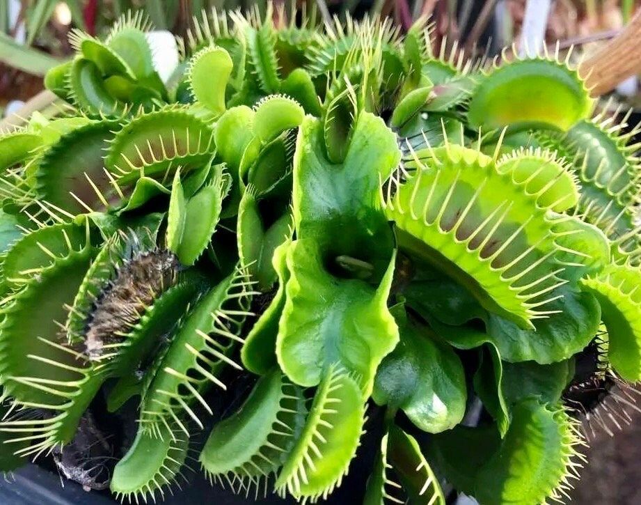 Cross ‘Ginormous’ x ”Godzilla” Venus Flytrap Seeds ~ Freshly Harvested ~ Carnivorous Plants ~ Carnivore ~ Kids Love