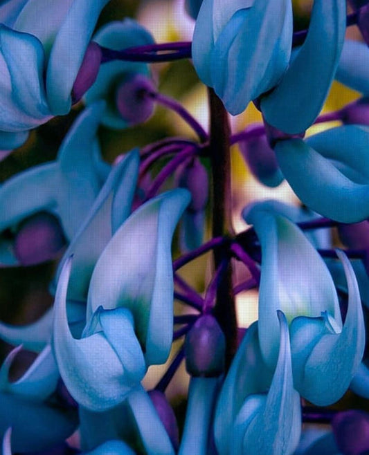 Rare Blue Jade Vine Seeds ~ Mucuna Benettii ~ Mucuna Bennettii ~ Mucuna Warburgii ~ Mucuna Albertisii ~ Mucuna ~ Heirloom ~ Exotic