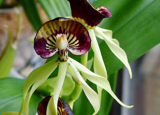 The Clamshell Orchid ~ Prosthechea Cochleata ~ Cockleshell Orchid ~ Beautiful Flowers