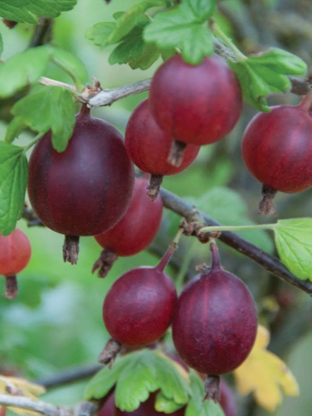 Mixed Gooseberry Seeds ~ Plants ~ Garden ~ Grow Your Own ~ Spring Flowers ~ Instead of Flowers ~ Fruit