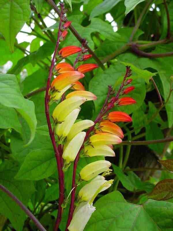 Mina Lobata Flower Seeds ~ Grow Your Own ~ Spring Flowers ~ Instead of Flowers