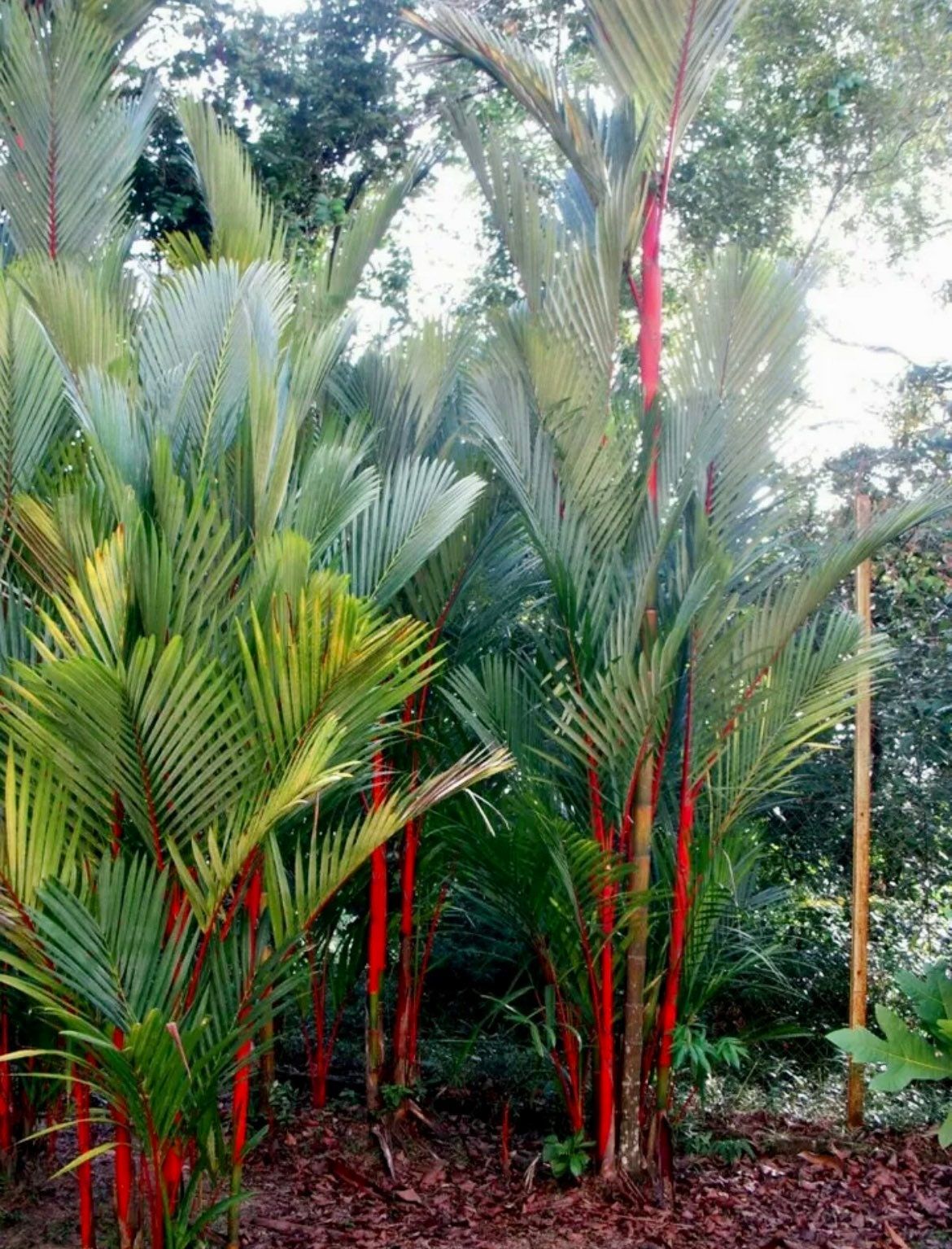 red palm indoor plant Red Lipstick Palm Tree Seeds ~ Cyrtostachys Renda ~ Fountain ~ Privacy – Your Plant Bitch