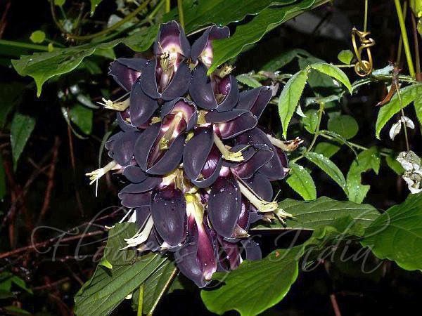 Rare Black Jade Vine Seeds ~ Mucuna Benettii ~ Mucuna Bennettii ~ Mucuna Warburgii ~ Mucuna Albertisii ~ Mucuna ~ Heirloom ~ Exotic