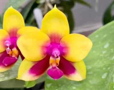 Phalaenopsis K S Happy Eagle Orchid Seeds ~ Bird Lovers ~ Usual Flowers ~ Exotic