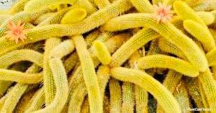 Monkey Tail Cactus Seeds ~ Cacti ~ Grow Your Own ~ Spring Flowers ~ Instead of Flowers ~ Cool Cactus