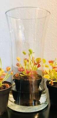 Venus Flytrap Seeds~Carnivorous Plants~Carnivore~Science Projects~Grow Your Very