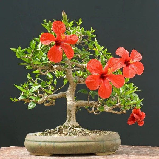 Red Syriacus Hibiscus Flower Seeds ~ Bonsai ~ Tropical ~ Instead of Flowers