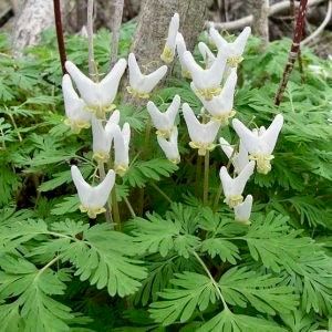 Dutchman's Breeches Seeds ~ Dicentra Cucullaria ~ Plants ~ Garden ~ Grow Your Own ~ Spring Flowers ~ Instead of Flowers ~ Presents