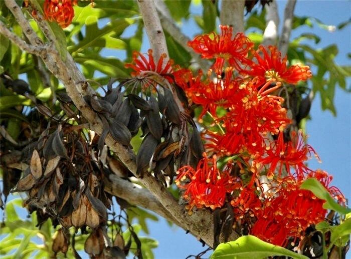 Rare Firewheel Tree Seeds ~ Stenocarpus Sinuatus ~ Plants ~ Garden ~ Exotic ~ Unique ~ Tropical