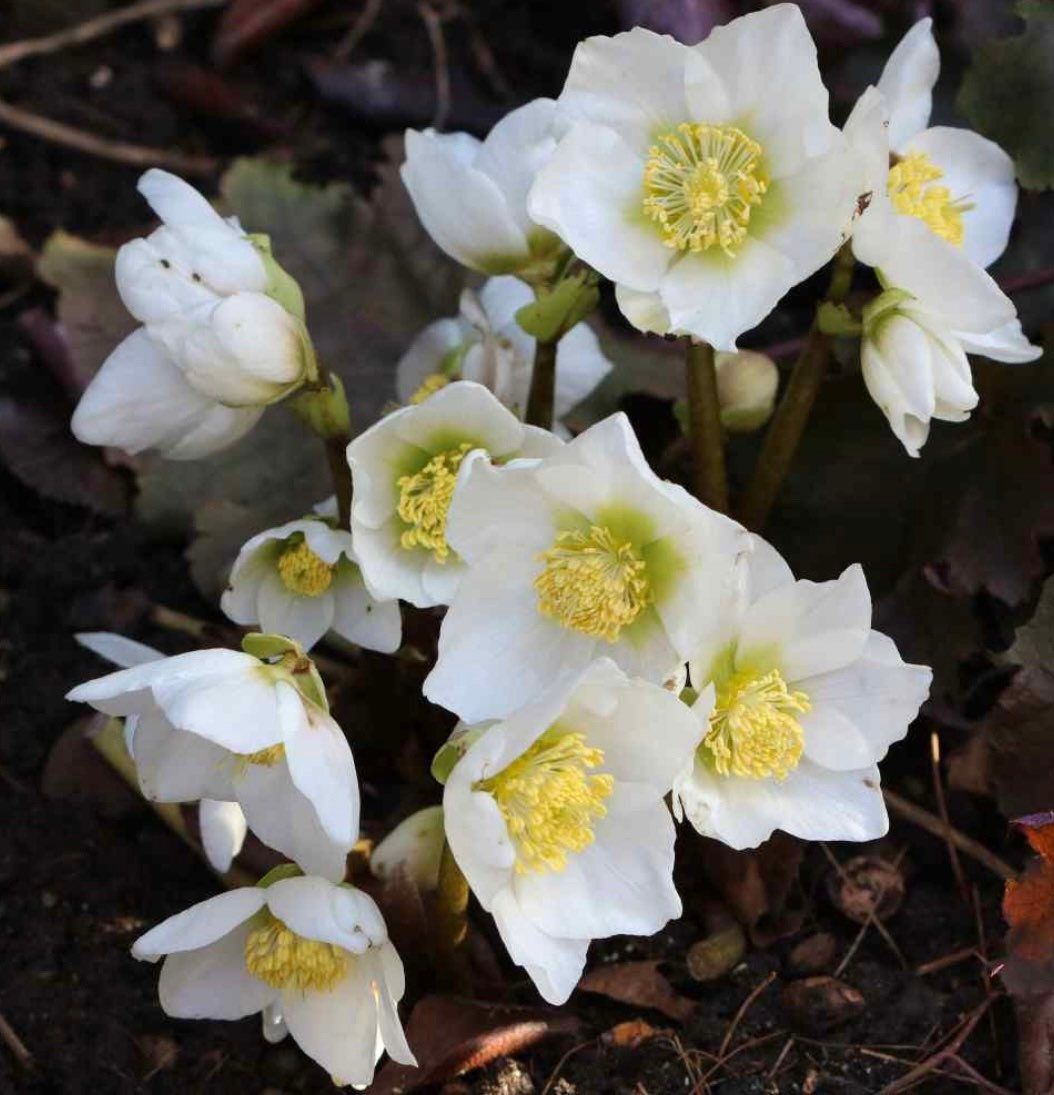 Christmas Rose Seeds ~ Helleborus Niger ~ Plants ~ Garden ~ Grow Your Own ~ Spring Flowers ~ Instead of Flowers ~ Presents