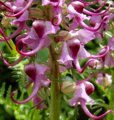 Unusual Pink Lousewort Elephant Head Seeds ~ Pedicularis Groenlandica ~ Garden ~ Grow Your Own ~ Spring Flowers