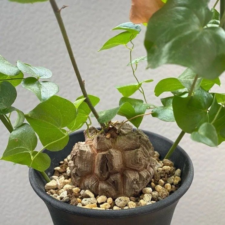 elephant foot plant seeds Rare Dioscorea Elephantipes Seeds ~ Elephant's Foot ~ Elephant’s Foot Vine ~ Hottentot Bread ~ Exotic ~ Cool Plants ~ Easy Care