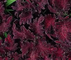 Black Dragon Coleus Seeds ~ Plants ~ Garden ~ Grow Your Own ~ Spring Flowers ~ Instead of Flowers ~ Flowers