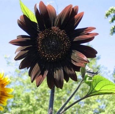 black sunflower seeds flower Rare 'Black Beauty' Sunflower Seeds ~ Helianthus Annuus ~ Pretty Flowe – Your Plant Bitch