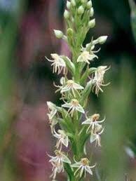 Habenaria Repens Seeds ~ Water-Spider Orchid ~ Orchids ~ Exotic ~ Pretty Flowers ~ Different ~ Orchid