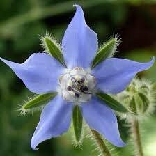 Blue Borage Seeds ~ Starflower ~ Plants ~ Garden ~ Grow Your Own ~ Spring Flowers ~ Heirloom Seeds