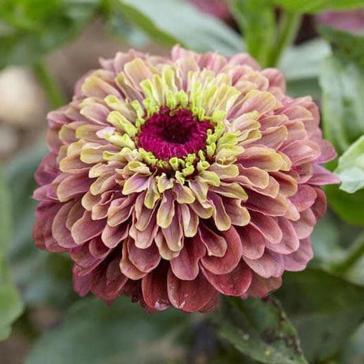 Zinnia “Queen Lime Blush” Seeds ~ Flower Seeds ~ Plants ~ Garden ~ Grow Your Own ~ Spring Flowers ~ Instead of Flowers ~ Flowers