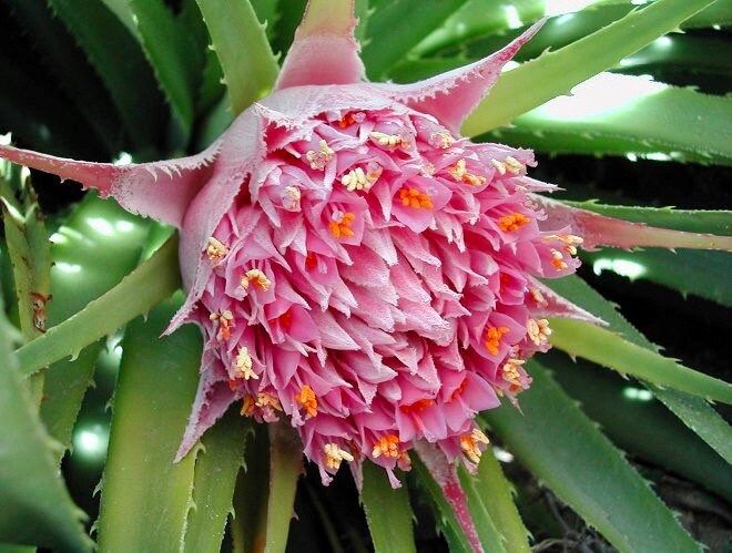 Rare Exotic Pink Chilean Bromeliad Seeds ~ Ochagavia Carnea ~ Tropical ~ Bouquet ~ Fresh Flowers