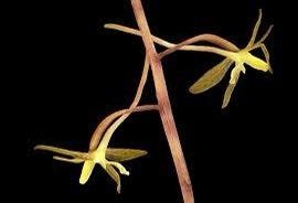 Crane-Fly Orchid Seeds ~ Tipularia Discolor ~ The Crippled Cranefly ~ Orchids ~ Usual Flowers ~ Exotic Flower