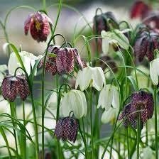 Checker Lily Seeds ~ Fritillaria Affinis Chocolate Mission Bells ~ Flowers ~ Neat Flowers ~ Spring Time ~ Gardens