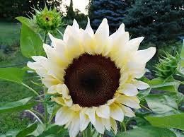 White Nite Sunflower Seeds ~ Helianthus Annuus ~ Pretty Flowers ~ Garden ~ Fall ~ Heirloom Seeds ~ Autumn