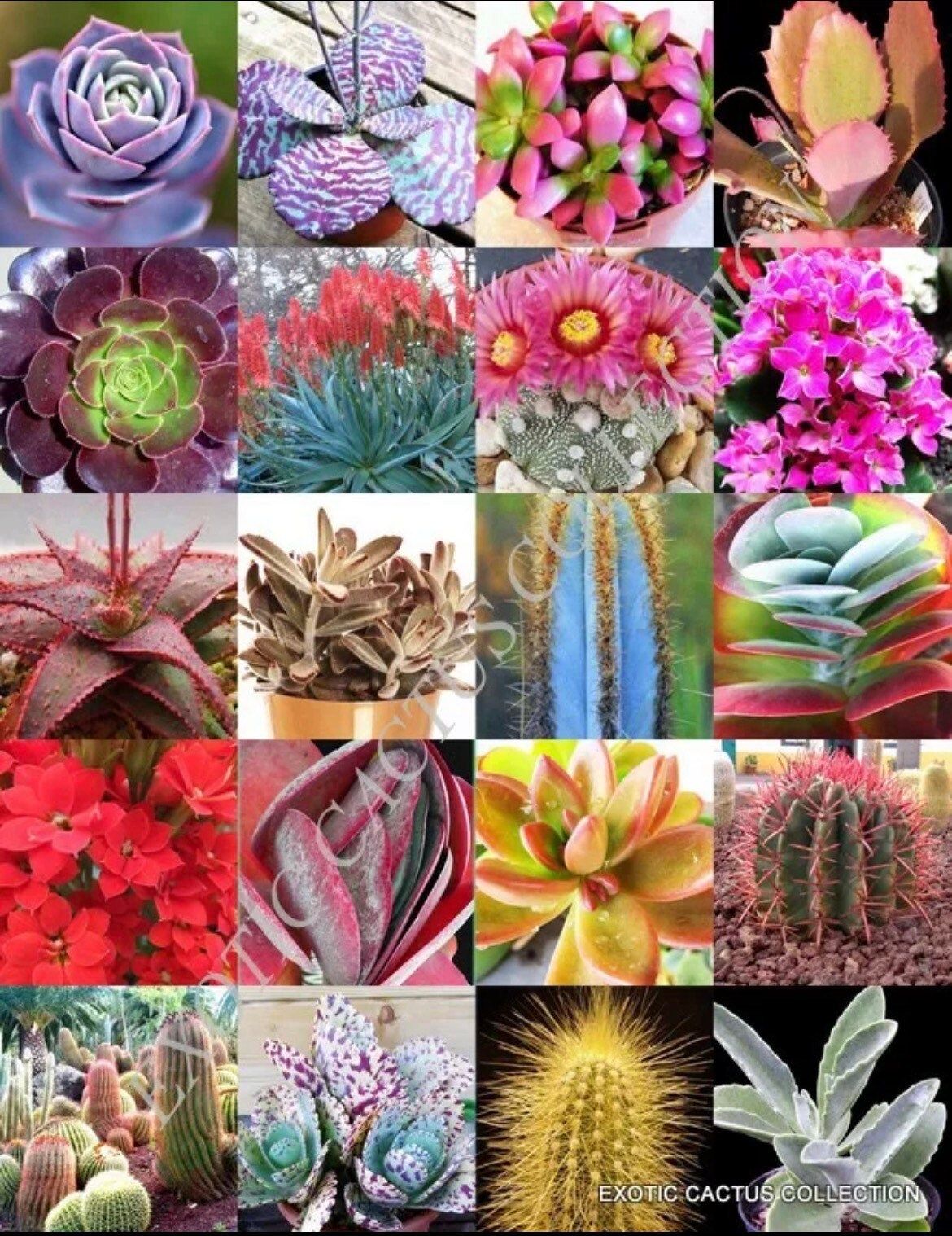 Mixed Succulent Seeds ~ Plants ~ Colored ~ Succulents ~ Wheat Straw ~ Grow Your Own ~ Spring Flowers ~ Easy to Care For