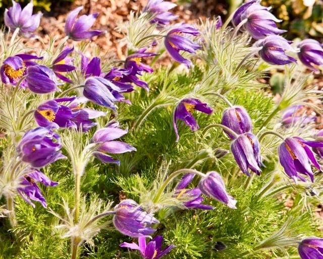 Purple Pasque Flower Anemone Seeds ~ Pulsatilla Vulgaris ~ Plants ~ Garden ~ Grow Your Own ~ Spring Flowers ~ Instead of Flowers ~ Presents