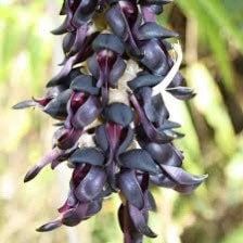 Rare Black Jade Vine Seeds ~ Mucuna Benettii ~ Mucuna Bennettii ~ Mucuna Warburgii ~ Mucuna Albertisii ~ Mucuna ~ Heirloom ~ Exotic