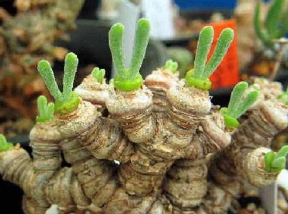 bunny ear succulent seeds Monilaria Moniliformis Seeds ~ Bunny Succulents ~ Monilaria Obconica ~ Easter ~ Cool Plants ~ Easy Care