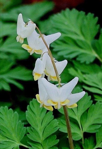 Dutchman's Breeches Seeds ~ Dicentra Cucullaria ~ Plants ~ Garden ~ Grow Your Own ~ Spring Flowers ~ Instead of Flowers ~ Presents