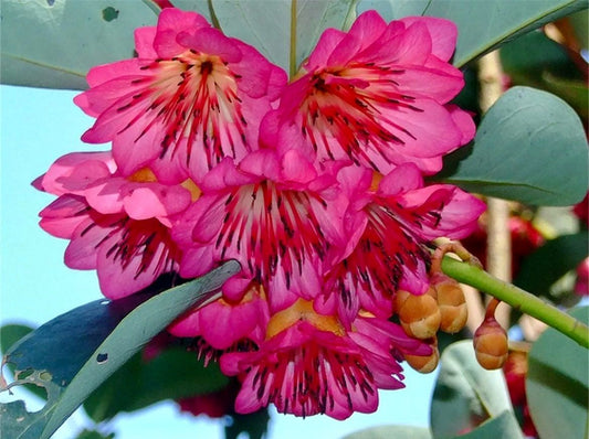 Protected Shrub Tree Hong Kong Rose Seeds ~ Rhodoleia Championii ~ Cool Flowers ~ Rare