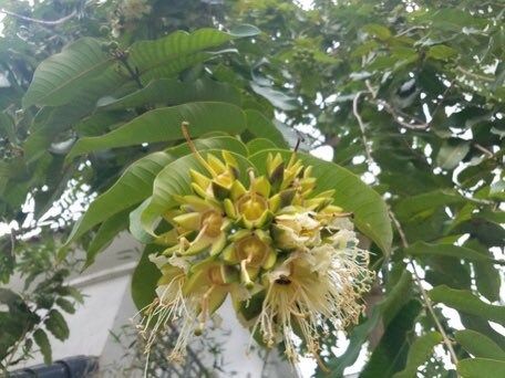 Rare Duabanga Grandiflora Tree Seeds ~ Lampati ~ Tropical ~ Plants ~  Heirloom ~ Non-GMO