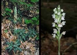 Goodyera Pubescens Seeds ~ The Downy Rattlesnake Plantain ~ Orchids ~ Usual Flowers ~ Exotic Flower