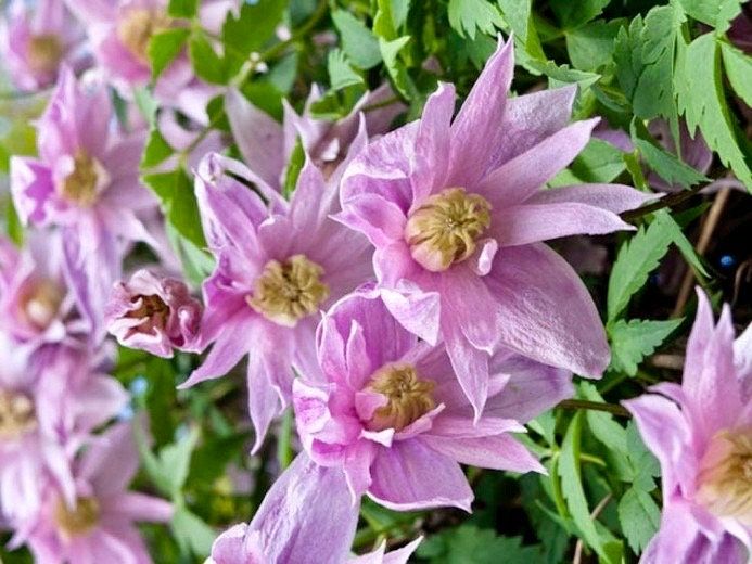 Mixed Clematis Double Large Flower Seeds ~ Macropetala ~  Fragrance Flowers ~ Garden ~ Grow Your Own ~ Spring Flowers ~ Instead of Flowers