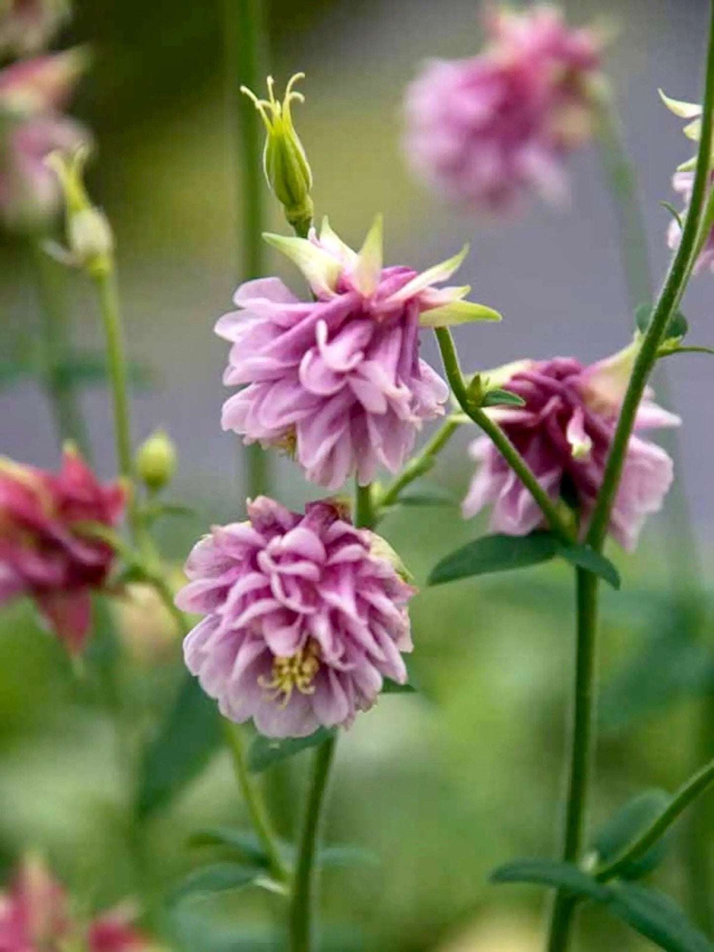 Double Rose Columbine Seeds ~ Flower ~ Perennial Flowers ~ Blooms ~ Grow Your Own ~ Spring Flowers ~ Instead of Flowers ~ Spring