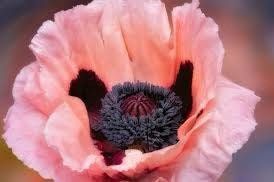 Pink Poppy Seeds ~ Cool Flowers ~ Rare ~ Heirloom