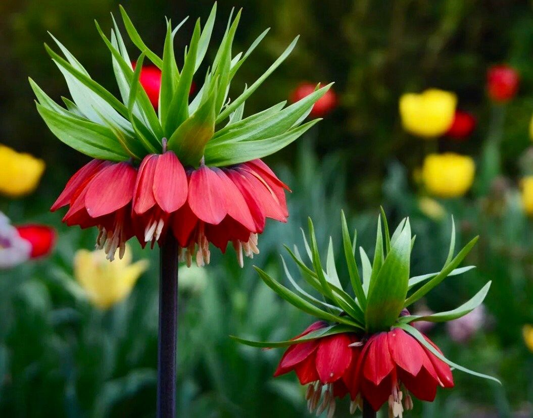 Red Crown Imperialis Seeds ~ Fritillaria Rubra ~ Exotic ~ Unique ~ Fun ~ Bees ~ Butterflies ~ Beautiful Flowers ~ Dr Seus