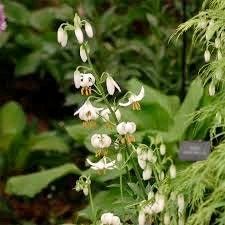 White Turk’s Cap Lily Seeds ~ Malvaviscus arboreus var. drummondii ~ Lilium Martagon ~ Cut Flowers ~ Bouquets ~ Pretty ~ Christmas Flowers