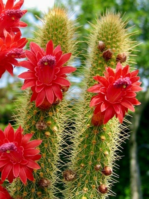 Cleistocactus Samaipatanus Seeds ~ Succulent ~ Cacti ~ Cárdenas ~ Cool Flowers ~ Rare ~ Easy Care