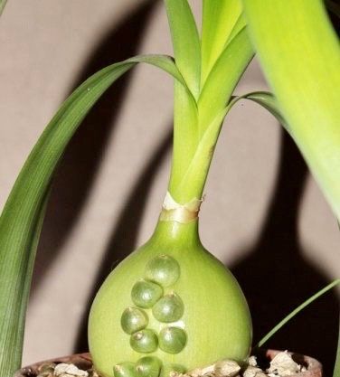 Pregnant Onion Seeds ~ Plants ~ Succulents ~ Unusual ~ Unique ~ Grow Your Own ~ Easy to Care