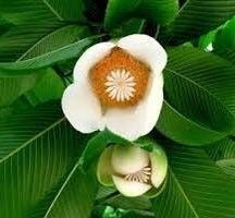 Rare Elephant Apple Tree Seeds ~ Ou Tenga ~ Dillenia Indica ~ Tropical ~ Plants ~ Garden ~ Grow Your Own ~ Spring Flowers