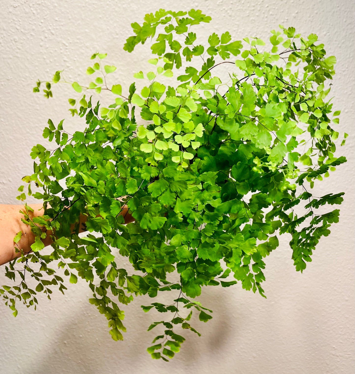 Maidenhair Fern ~ Adiantum Raddianum