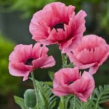 Pink Poppy Seeds ~ Cool Flowers ~ Rare ~ Heirloom