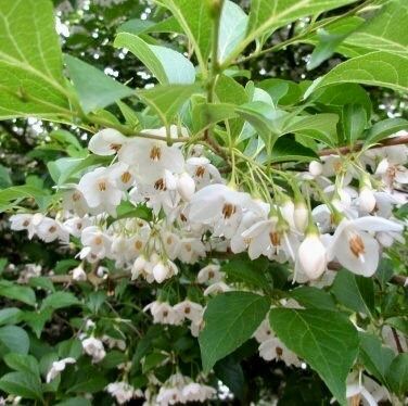 White Japanese Snowbell Seeds ~ Styrax Japonicus ~ Grow Your Own ~ Spring ~ Houseplants ~ Bonsai ~ Beautiful Flowers