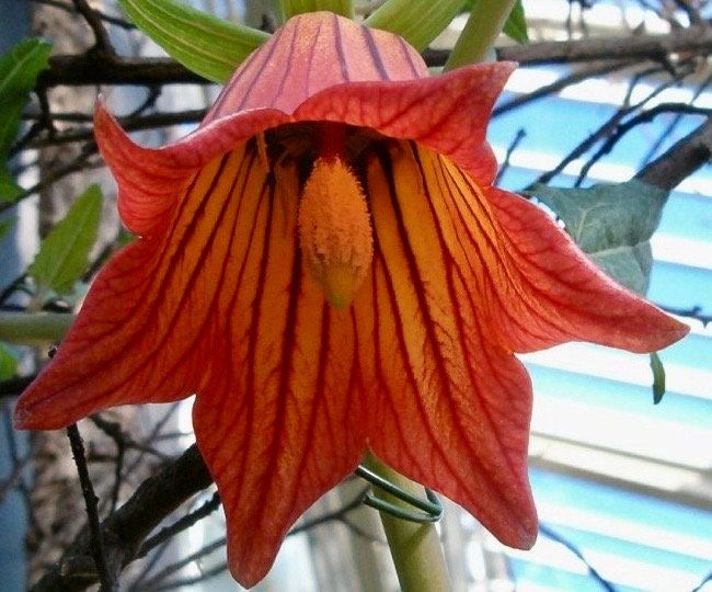 Rare Canary Island Bellflower Seeds ~ Canarina Canariensis ~ Exotic ~ Unique ~ Tropical