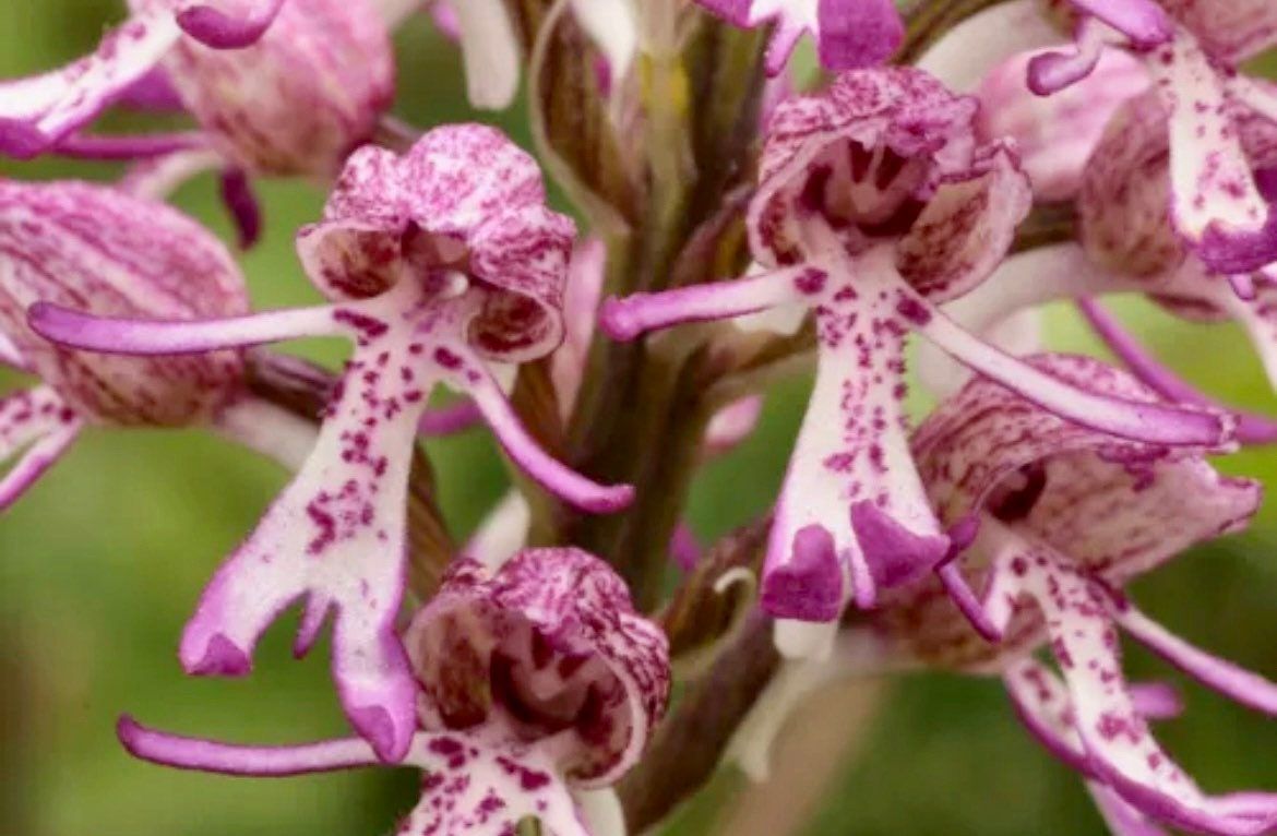 Naked Man Orchid Seeds ~ Orchis Italica ~ Italian Orchid ~ Usual Flowers ~ Exotic Flower ~ Unique Flowers ~ Funky Plants