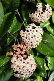 Mixed Hoya Variety Seeds