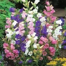 Mixed Canterbury Bells Seeds ~  Campanula Medium ~ Biennial Bloom ~ Spring Time