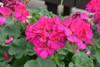 Violet Geranium Seeds ~ Pelargonium Fl Violet ~ Garden ~ Grow Your Own ~ Spring Flowers ~ Instead of Flowers ~ Flowers