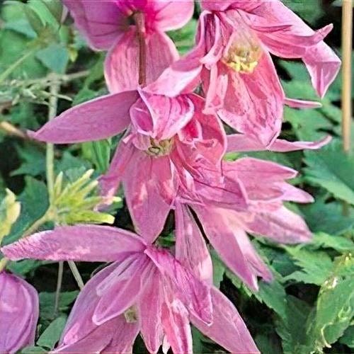 Mixed Clematis Double Large Flower Seeds ~ Macropetala ~  Fragrance Flowers ~ Garden ~ Grow Your Own ~ Spring Flowers ~ Instead of Flowers